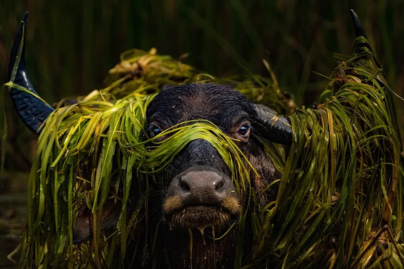 Animal Portrait - Prashanthan Yogendranathan