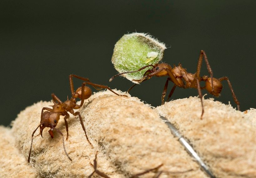 Ant carrying leaf fragments - from the exhibit 'Putting the Ant into Antibiotics' 