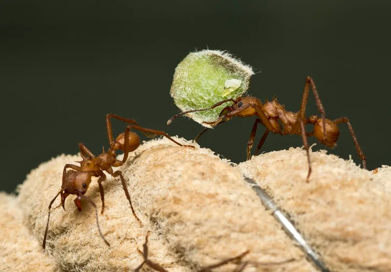 Ant carrying leaf fragments - from the exhibit 'Putting the Ant into Antibiotics' 