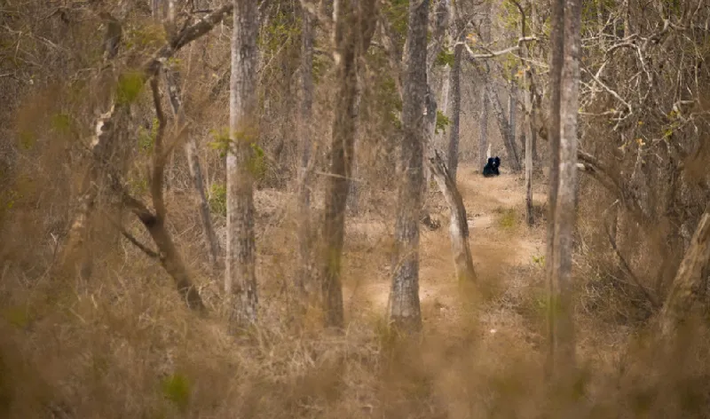 Bear In The Woods—Divya Dwaraknath