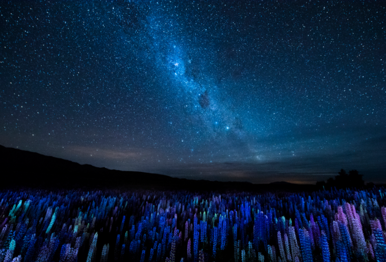 Beautiful lupines blooming in November & December around Lake Tekapo in the Mackenzie region of New Zealand by Junji Takasago, Japan