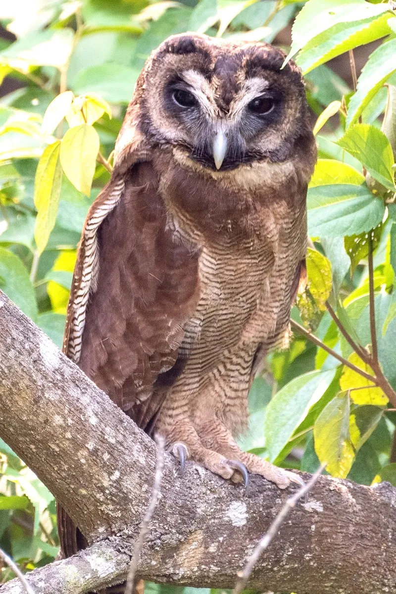 Brown Wood Owl