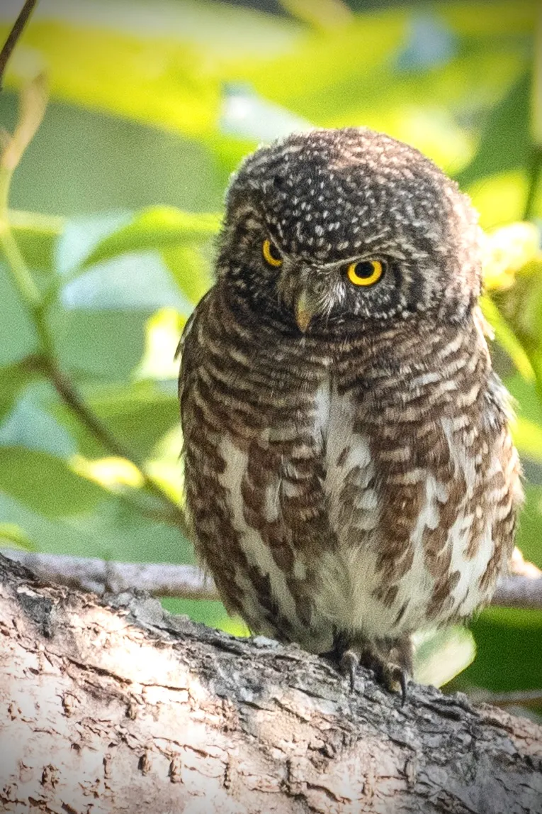 Collared Owlet