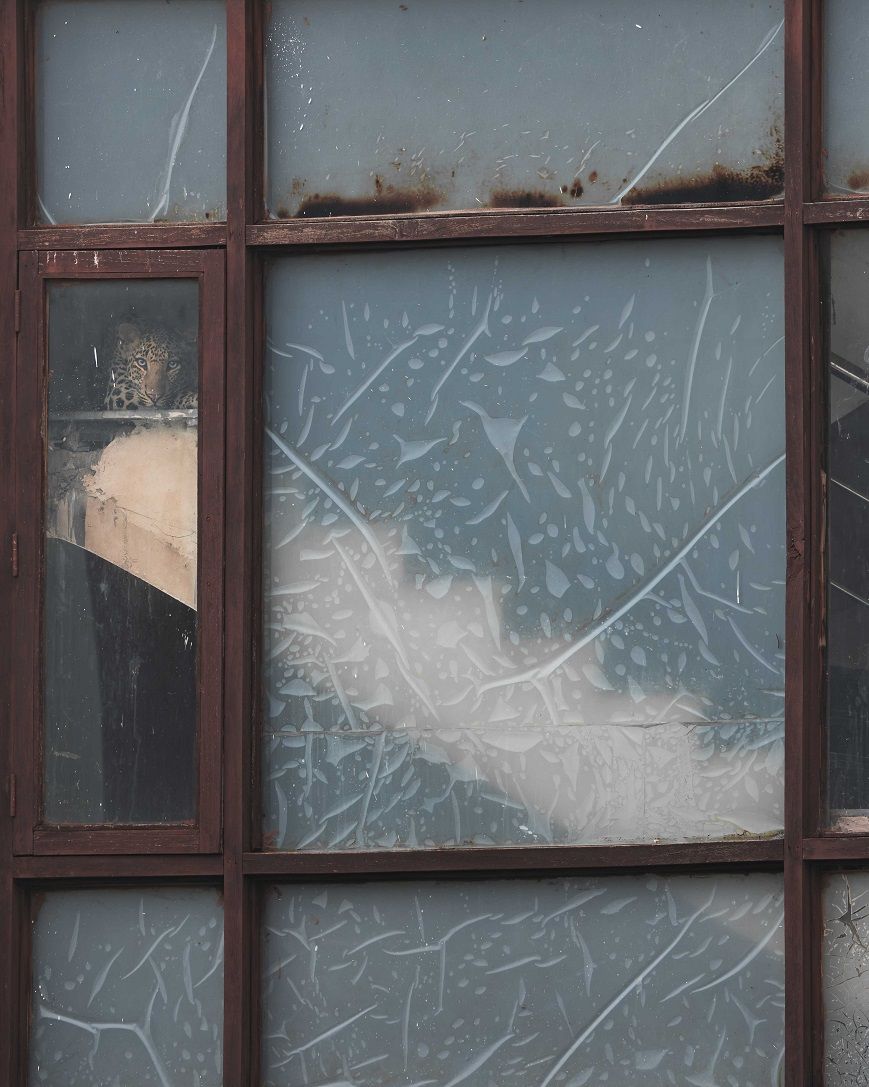 Conservation Photography - Chaitanya Rawat