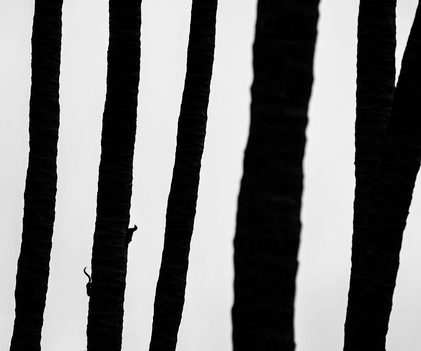 Creative Nature - Sarthak Agrawal