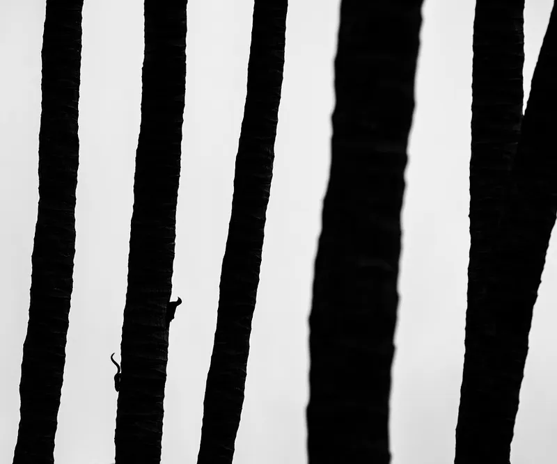 Creative Nature - Sarthak Agrawal