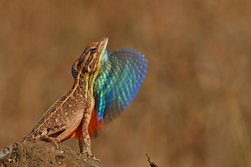 Photographer: Devendra Gogate