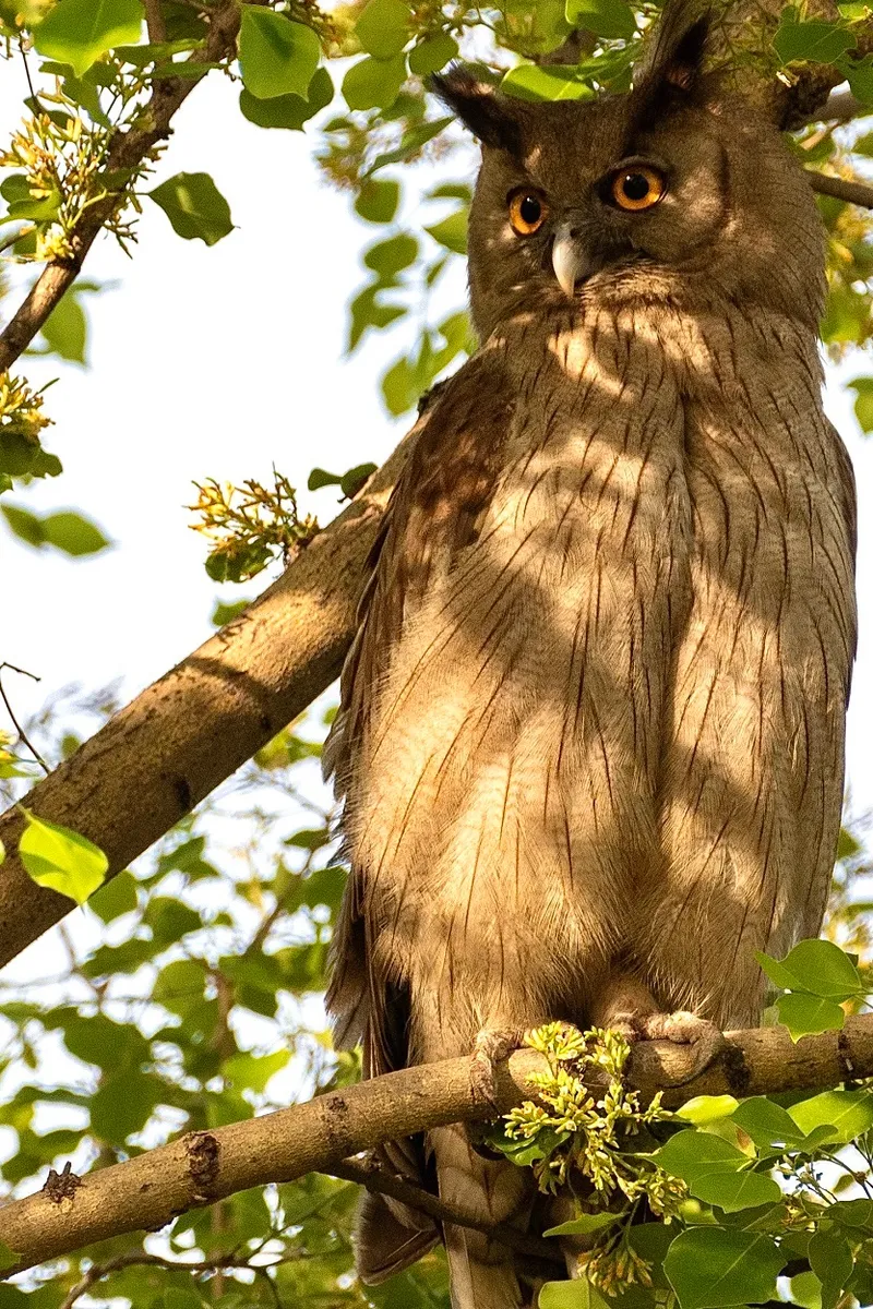 Dusky Eagle Owl