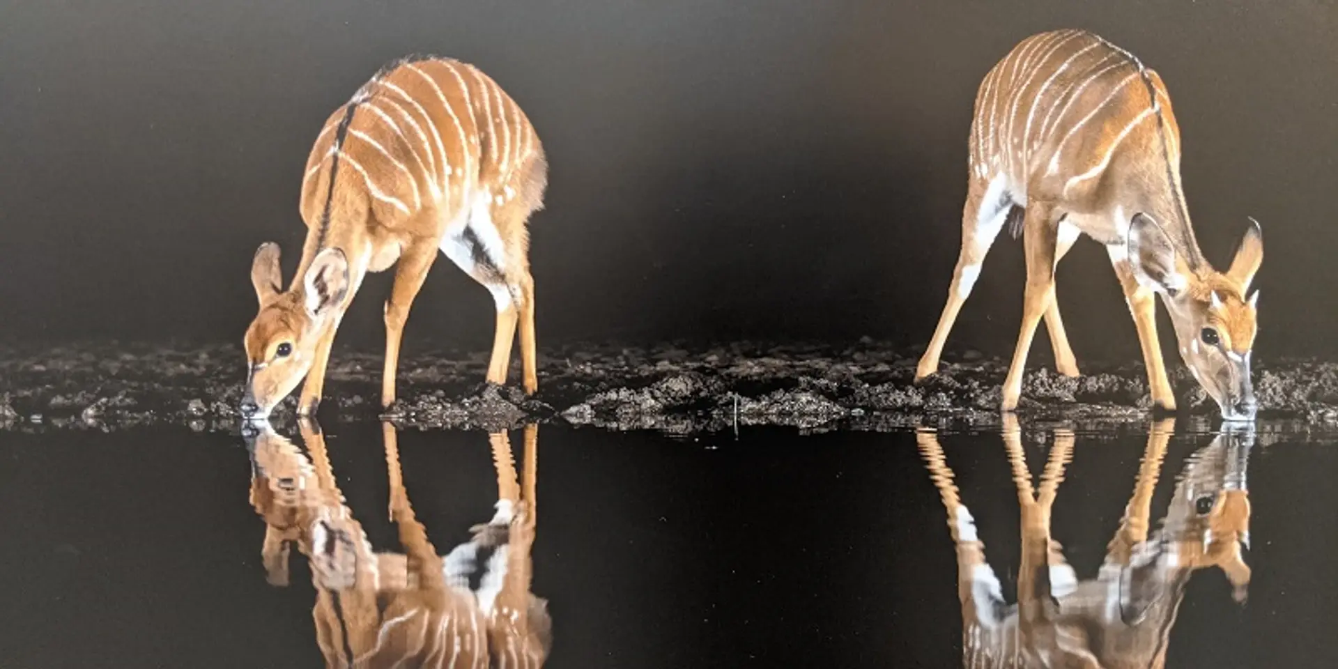 Composition, communication, creativity – photographer tips from the ninth annual Pratibimba exhibition