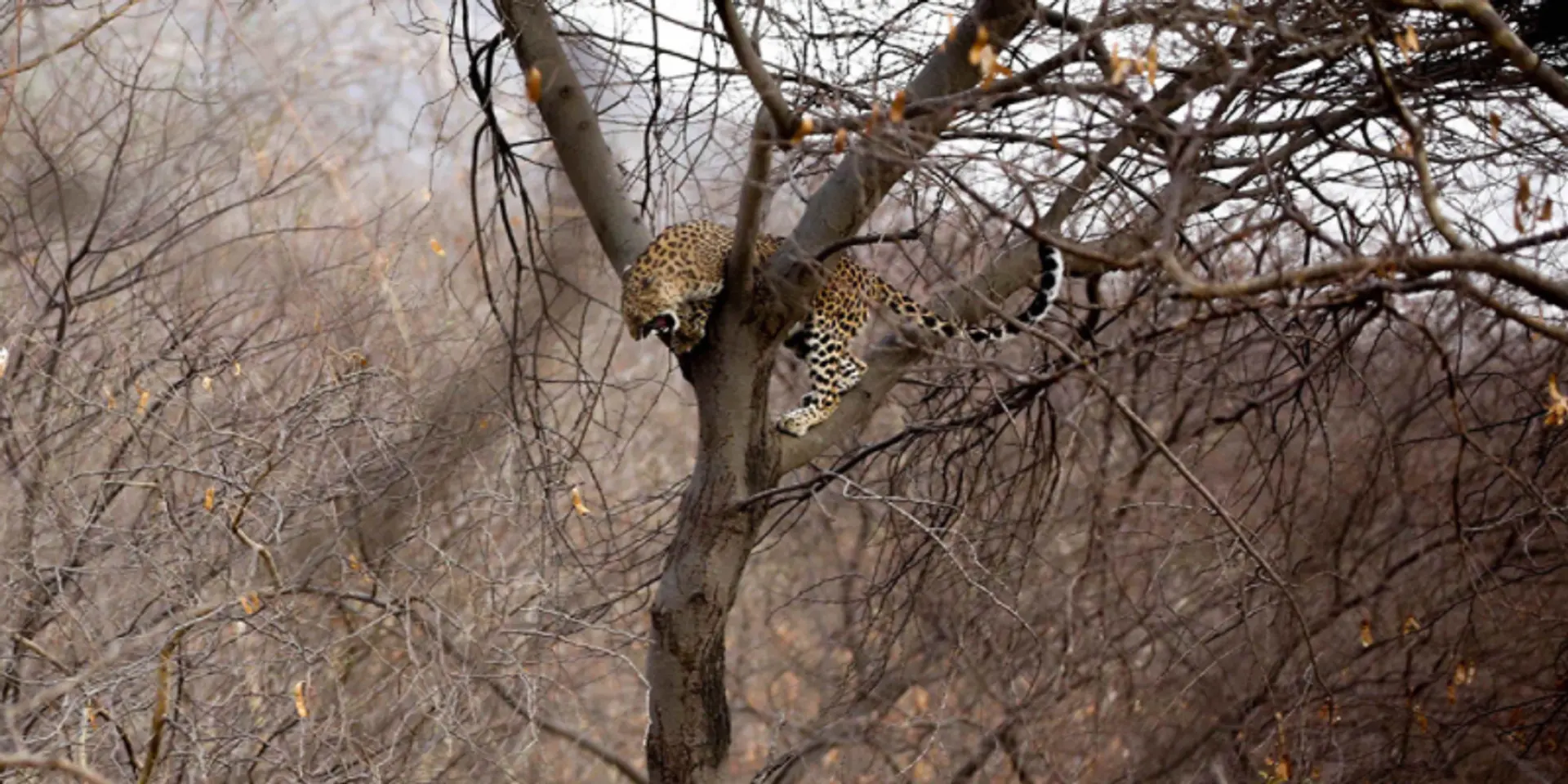 Humans were caged, but nature flourished during the pandemic – wildlife photographer Chaitanya Rawat on the importance of nature conservation