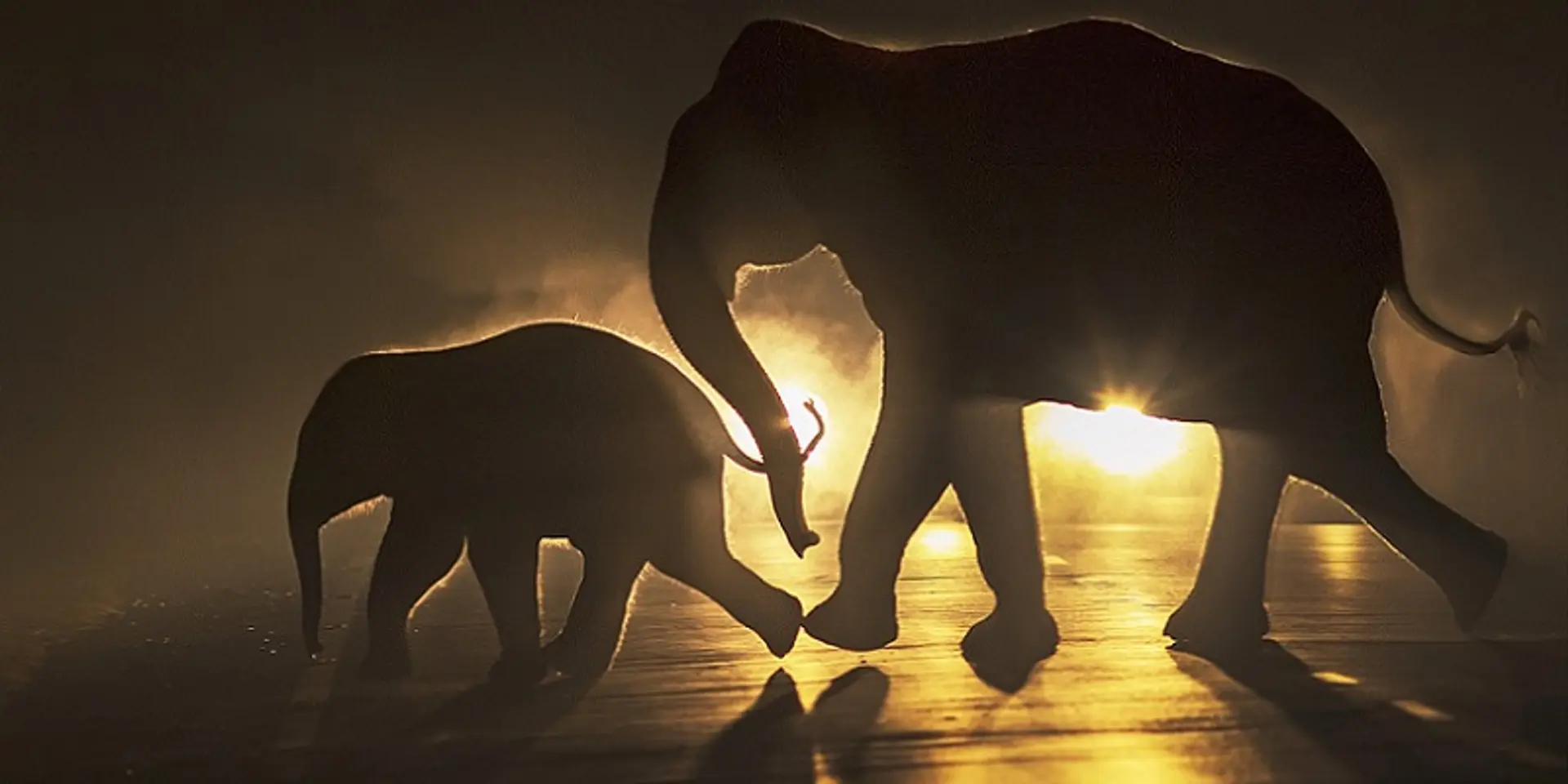 Grow along with the planet, not just on it – wildlife conservation insights from the Nature inFocus 2020 awards