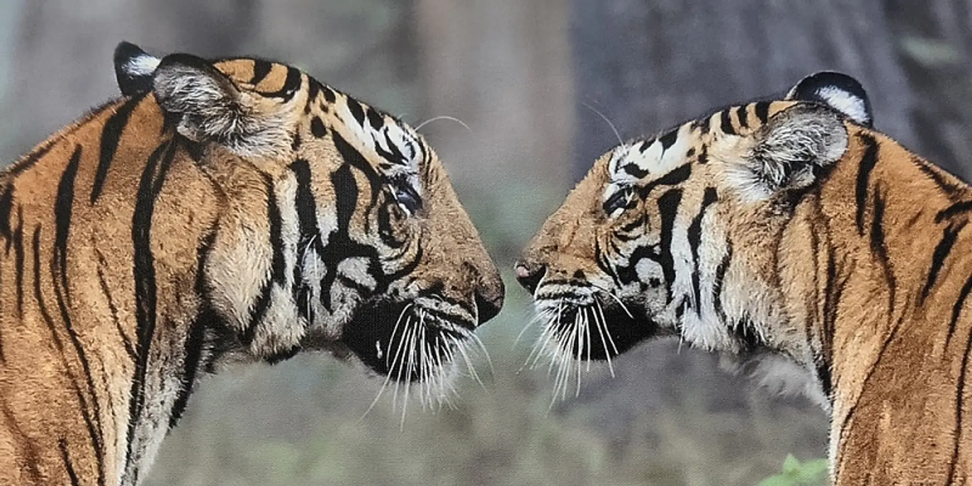 Moghi’s Tales: an exhibition of 100 wildlife photographs by 14-year-old nature enthusiast Amoghavarsha Patlapati