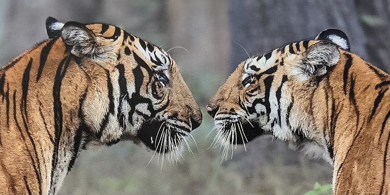Moghi’s Tales: an exhibition of 100 wildlife photographs by 14-year-old nature enthusiast Amoghavarsha Patlapati