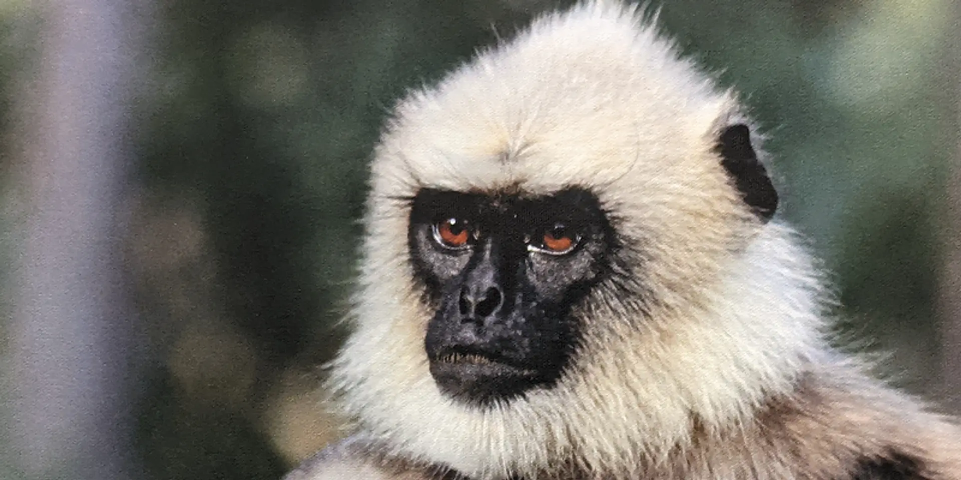 How photography can create awareness about conservation – creative insights from 14-year-old nature enthusiast Amoghavarsha Patlapati