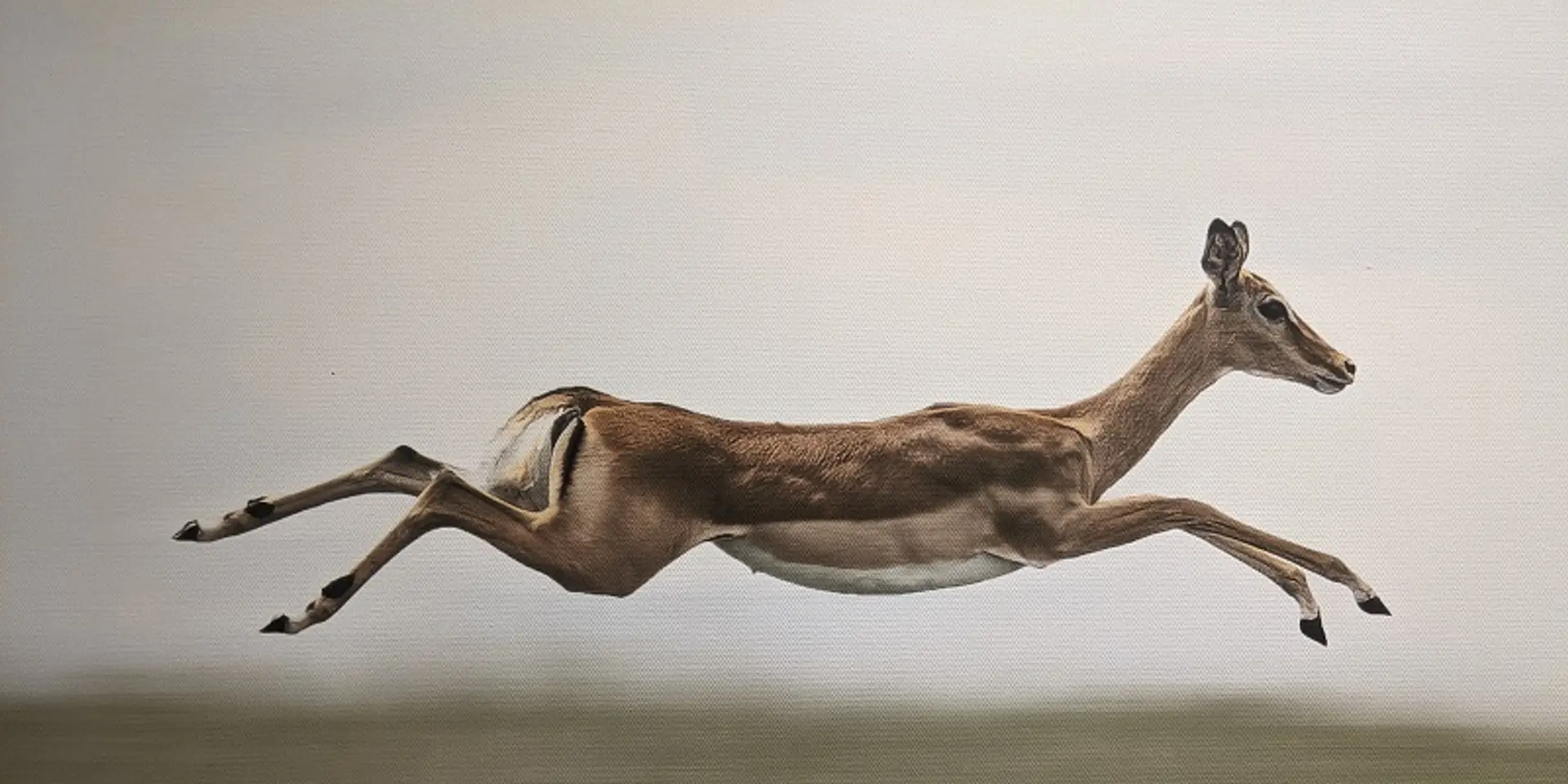 Responsibility, respect, rapport–wildlife photographer Deepak Shankar on the occasion of World Environment Day