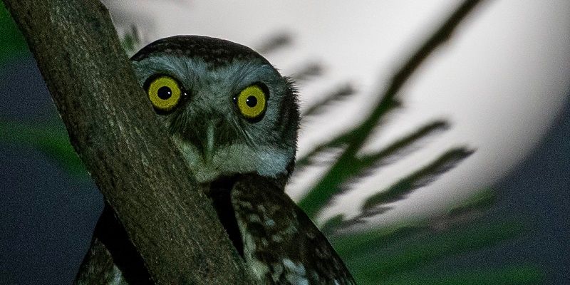 Passion for nature—how this CEO tracked and photographed all of India’s owl species in one year