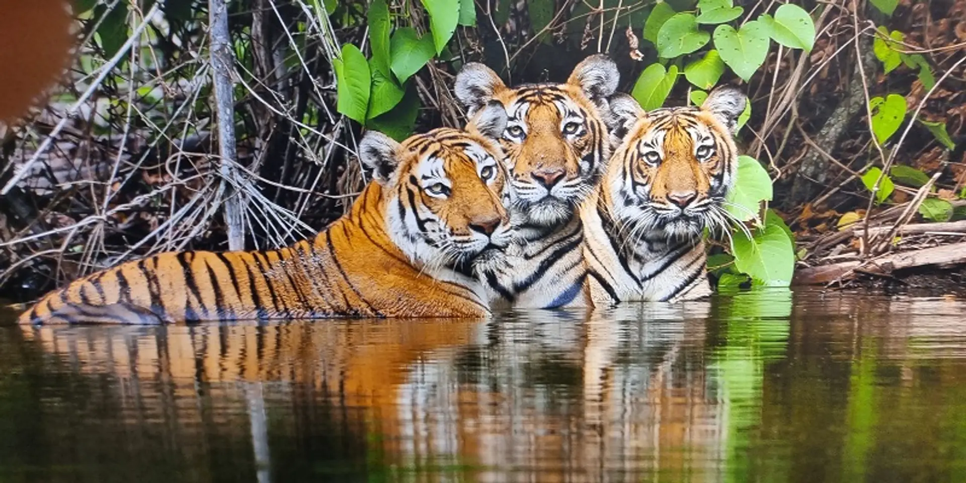 Nature, photography, passion–how this retired forestry officer spreads awareness about wildlife conservation