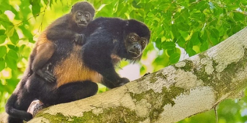 Wildlife conservation–how compassion and collaboration can help preserve precious habitats