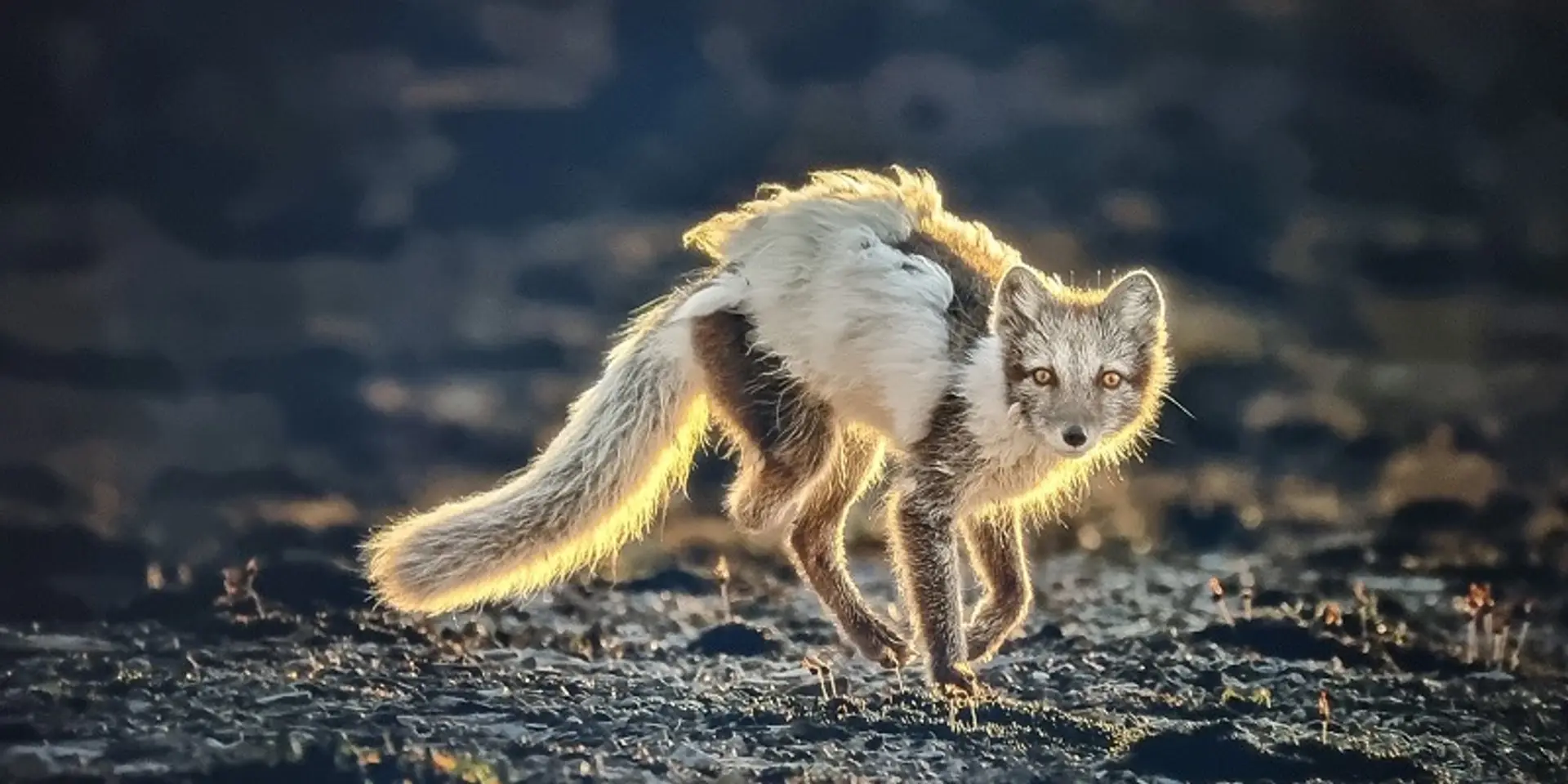 Wildlife Photographer of the Year exhibition celebrates photography as a catalyst for change