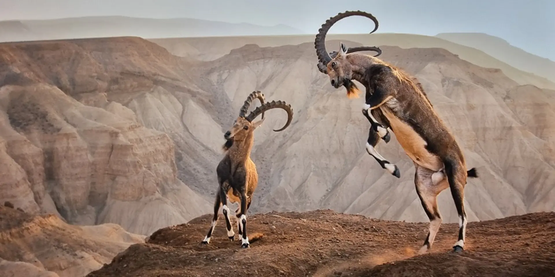 Competitions and global tours: Natural History Museum promotes wildlife appreciation, conservation