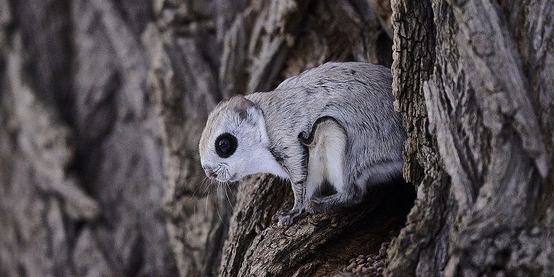 Images of inspiration - Nature inFocus Festival announces winners of annual photography awards