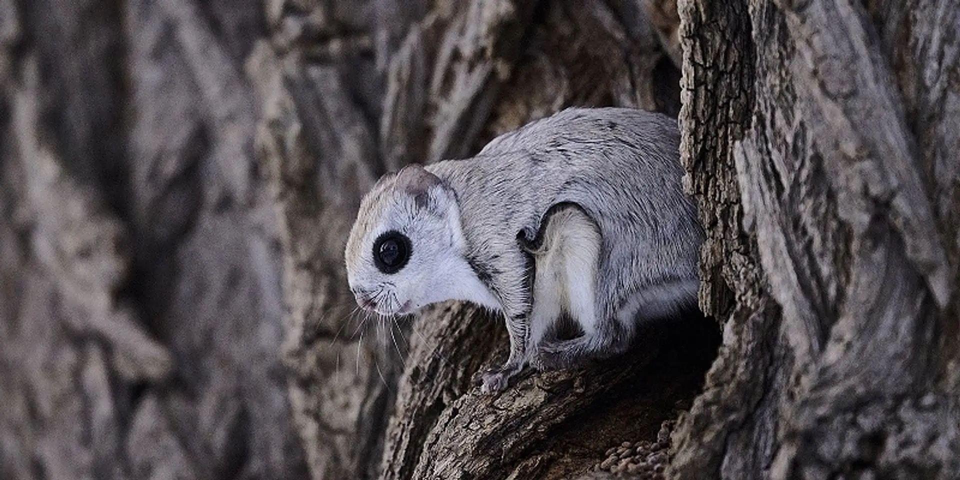 Images of inspiration - Nature inFocus Festival announces winners of annual photography awards