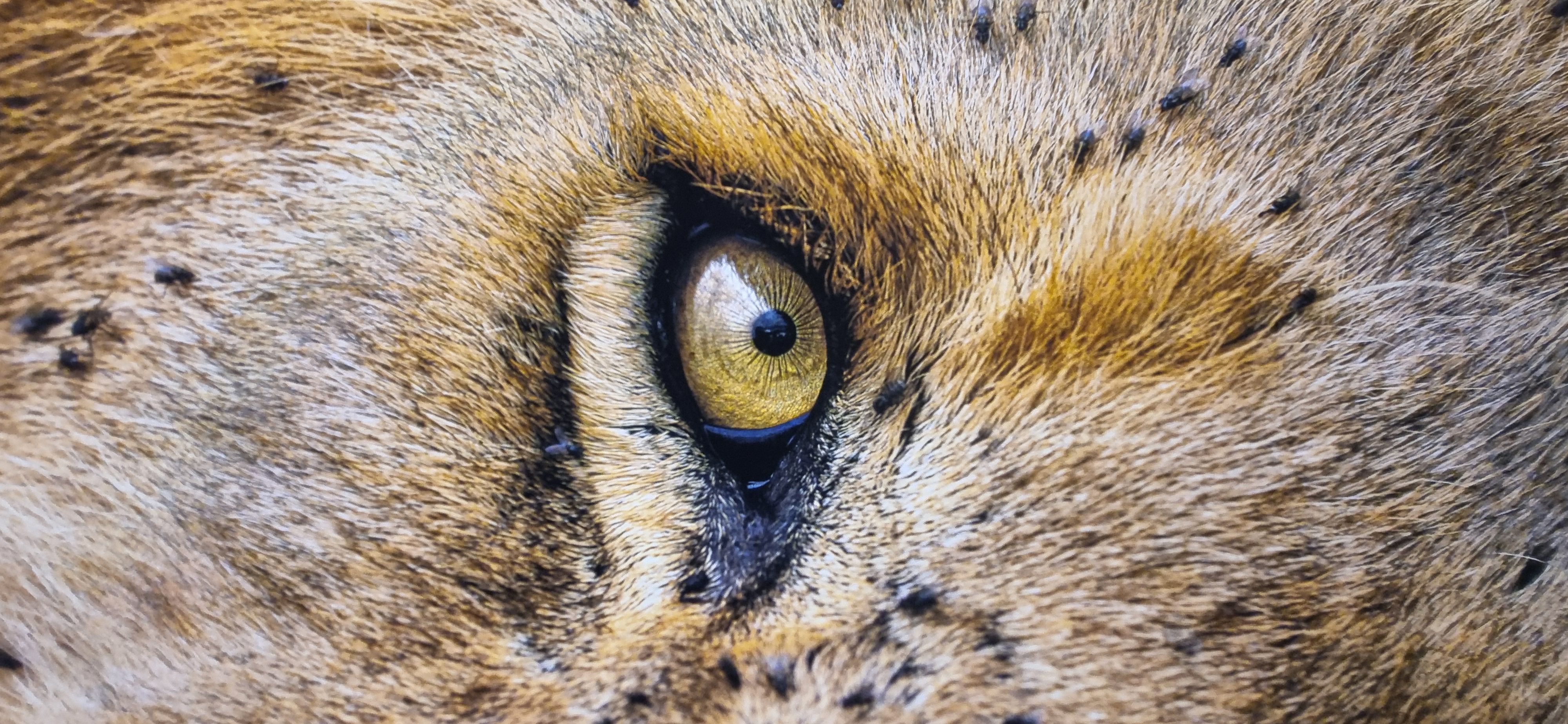 Cameras and storytelling: How this photography community celebrates biodiversity