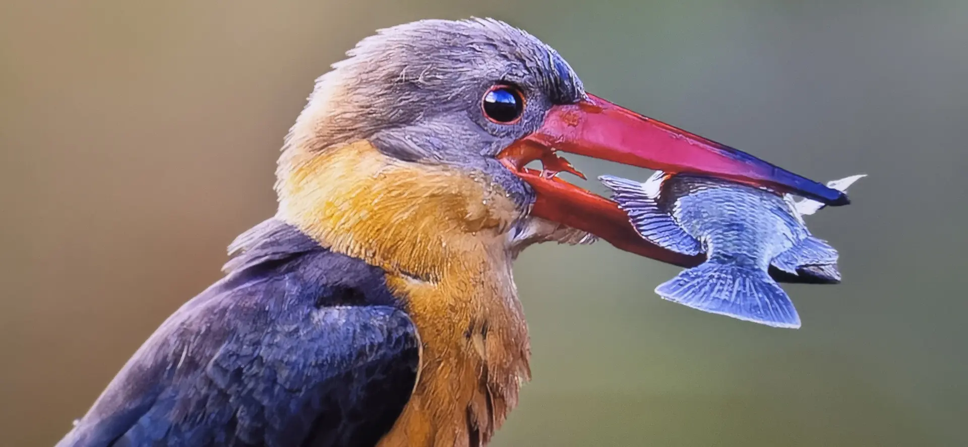 Photography for a cause: How wildlife photography inspires support for nature