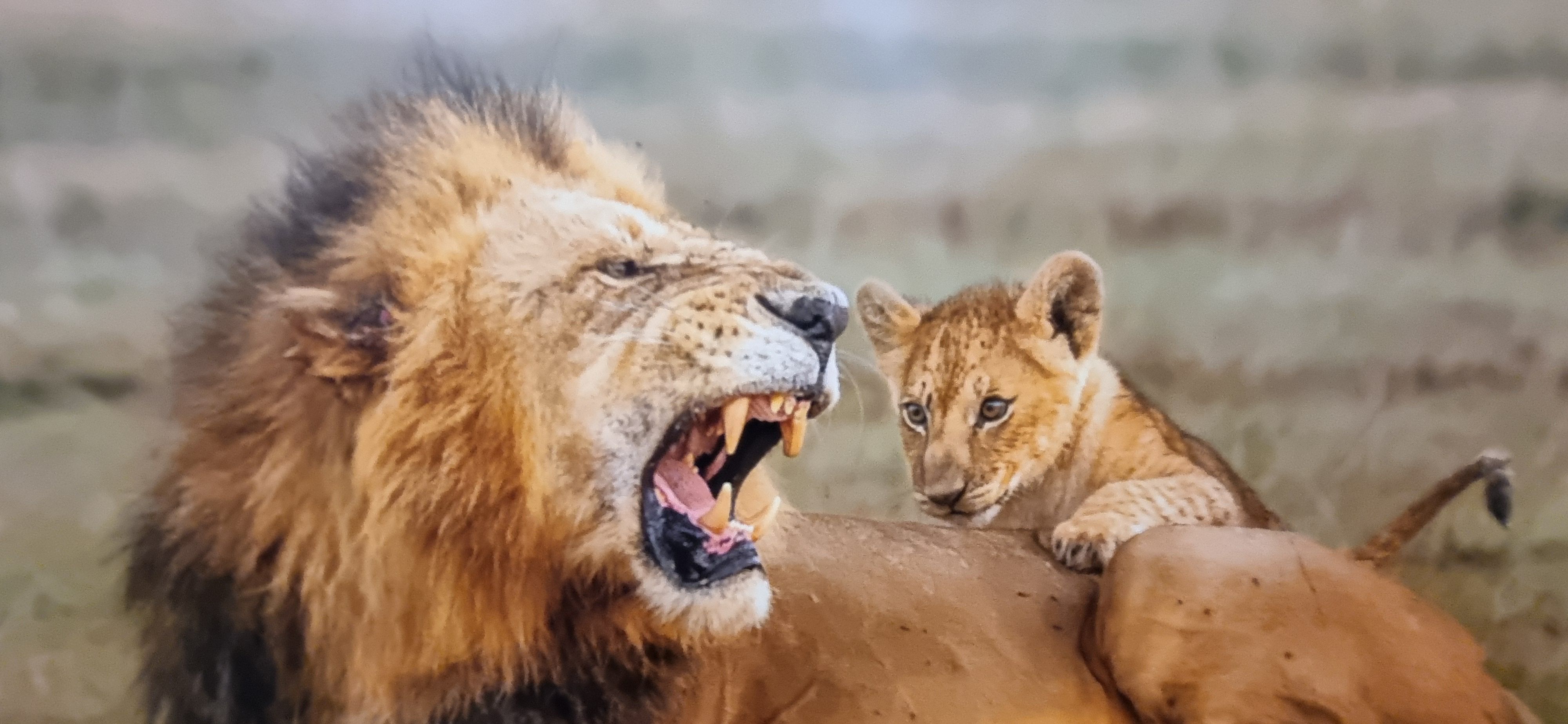 Youth Photographic Society showcases winners of 2026 international competition