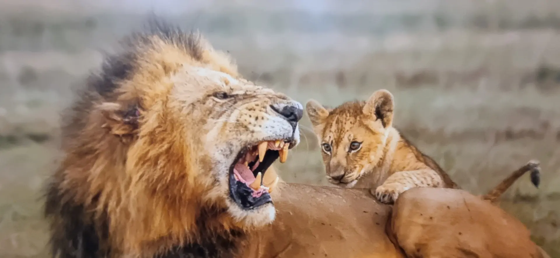 Youth Photographic Society showcases winners of 2026 international competition