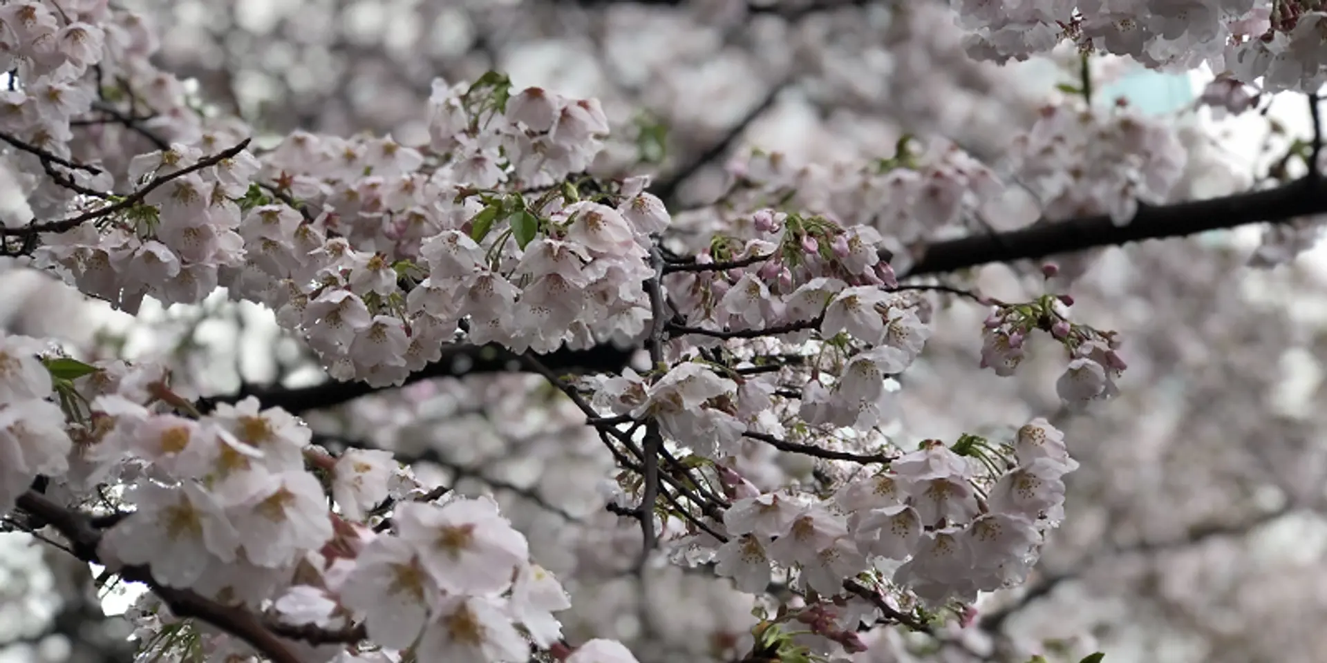 COVID-19 diary: Why we will wait till next year to enjoy the cherry blossoms in Japan