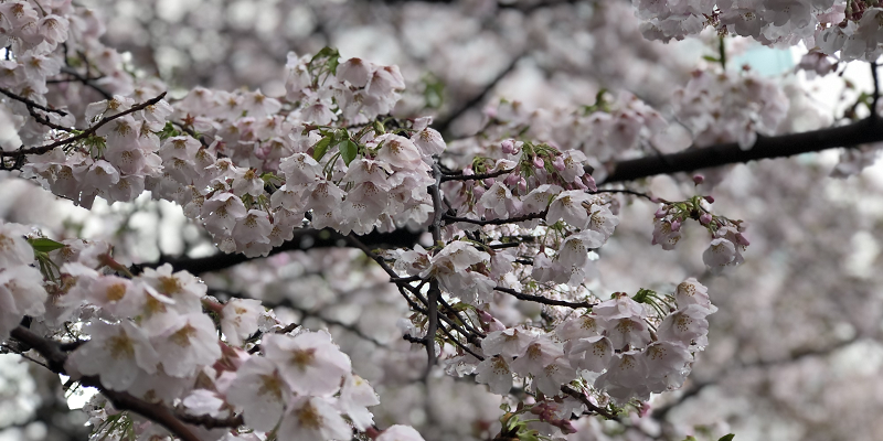 COVID-19 diary: Why we will wait till next year to enjoy the cherry blossoms in Japan 