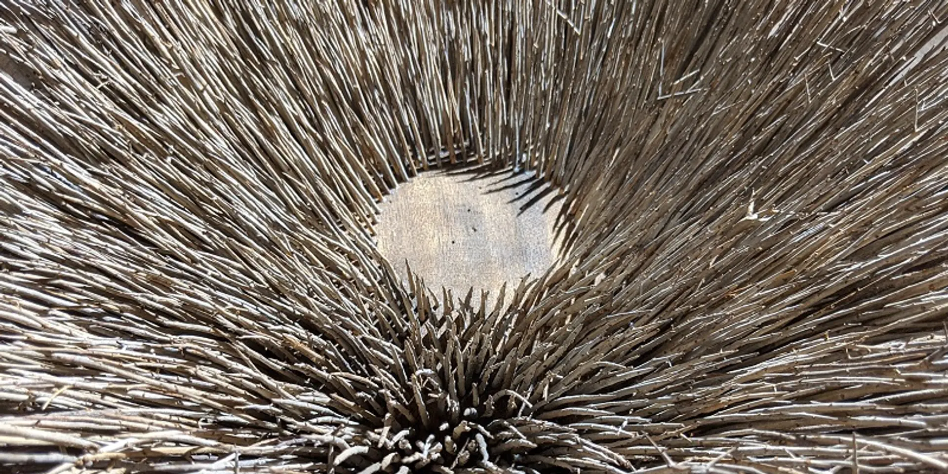 Exploration, immersion, connections: the creative journey of ‘thorn artist’ Sandy Theuerkauf
