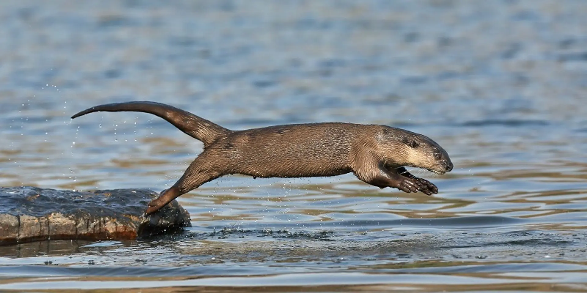Nature and conservation: how Nature inFocus Photography Awards 2020 moved entirely online