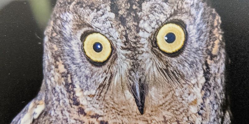 The souls of owls: how this unique photo exhibition raised awareness of bio-diversity and conservation