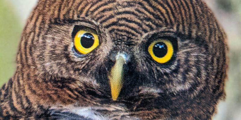 Why you must care two hoots: Ela Foundation hosts World Owl Conference in Pune to promote wildlife conservation