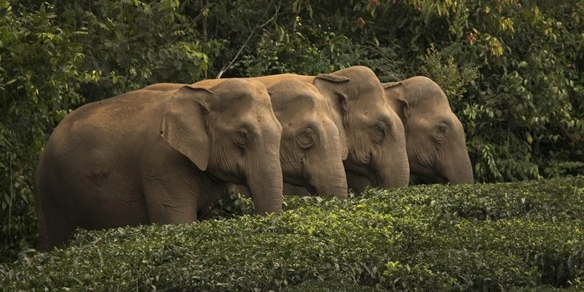 Why we must commit to nature conservation even after the pandemic: Rohit Varma, Nature inFocus