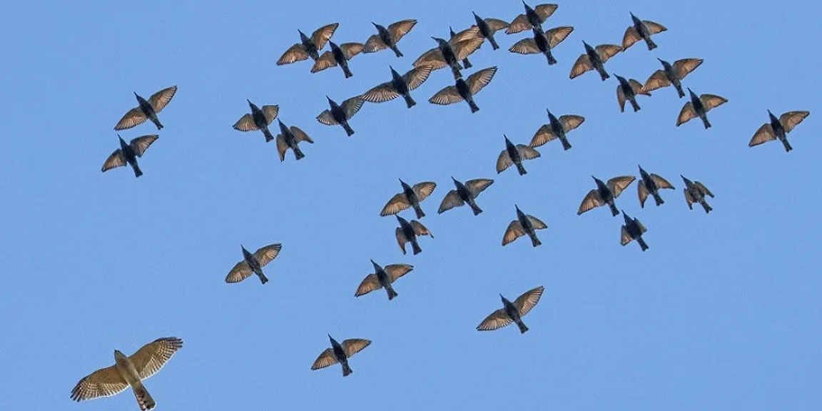 From conversations to conservation – how the Nature inFocus photography