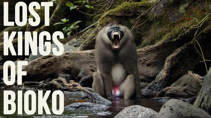 Films - Winner - Professional - Natural-History – Lost Kings Of Bioko