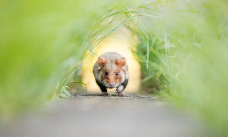 Hamster Wheel Of Life - Kai Kolodziej