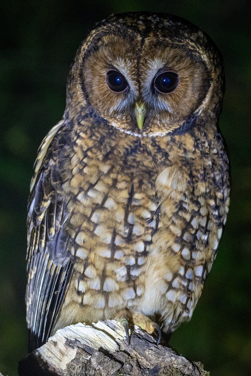 Himalayan Wood Owl