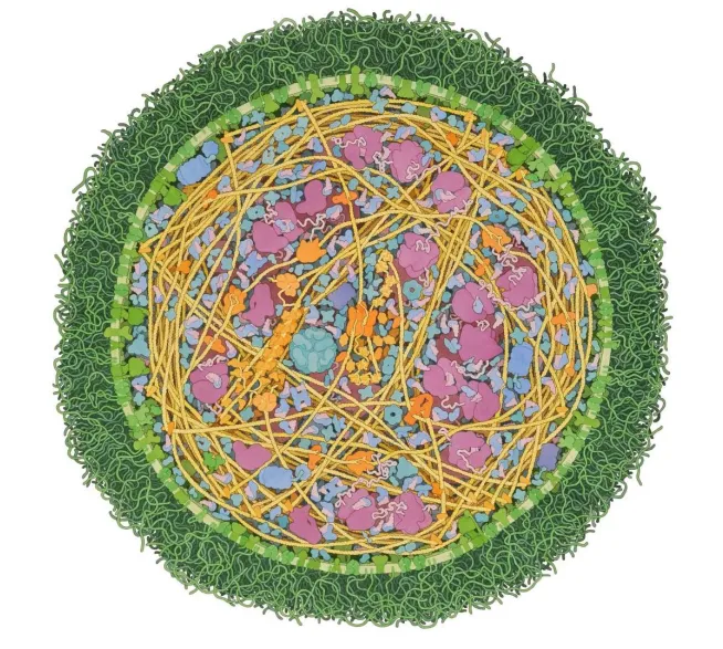 Illustration by David S. Goodsell 