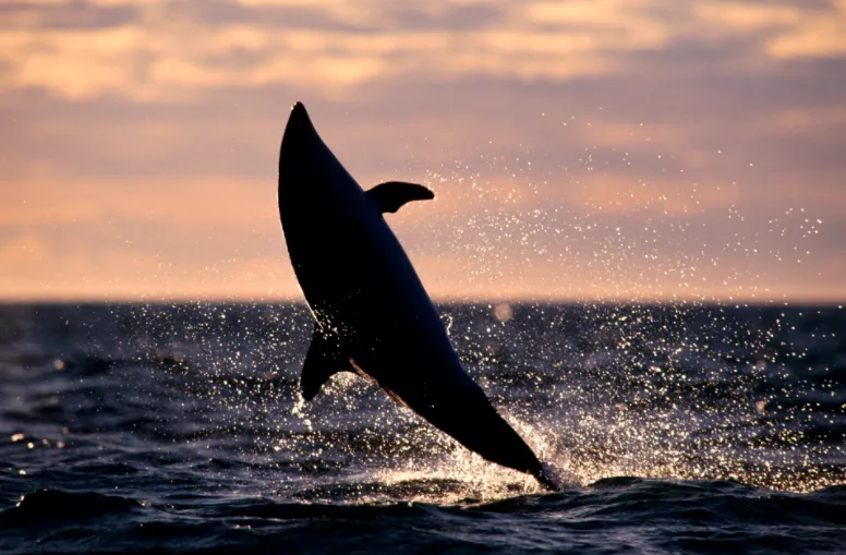 Kaikoura, the best place in the world to see Dusky Dolphins by Junji Takasago, Japan