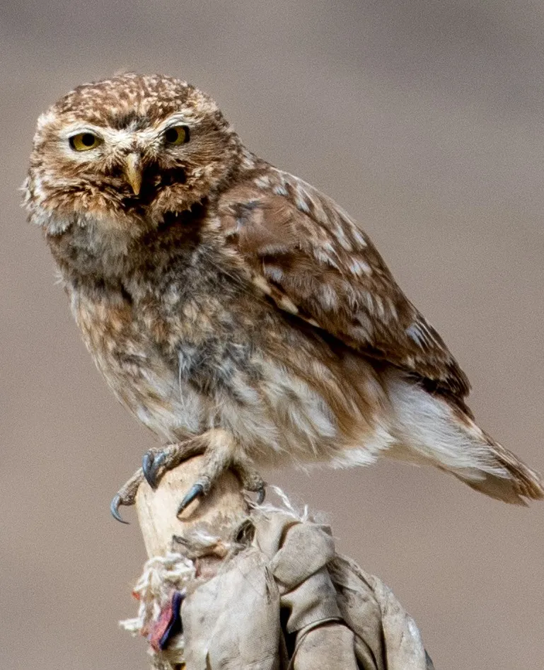 Little Owl