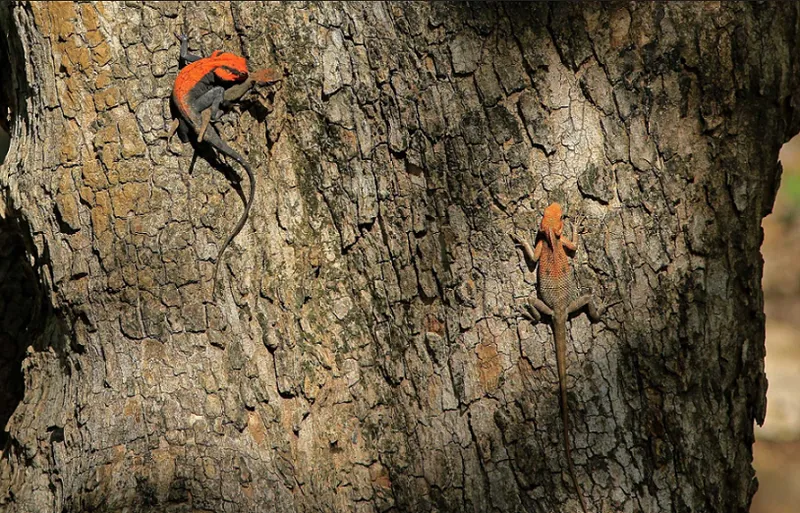 Love Is Orange—Jeet Agrawal