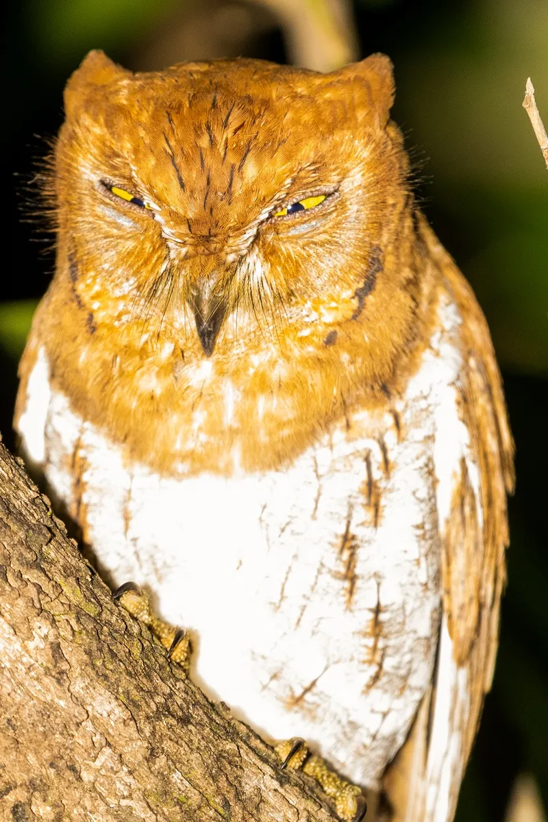 Oriental Scops Owl (Rufous)