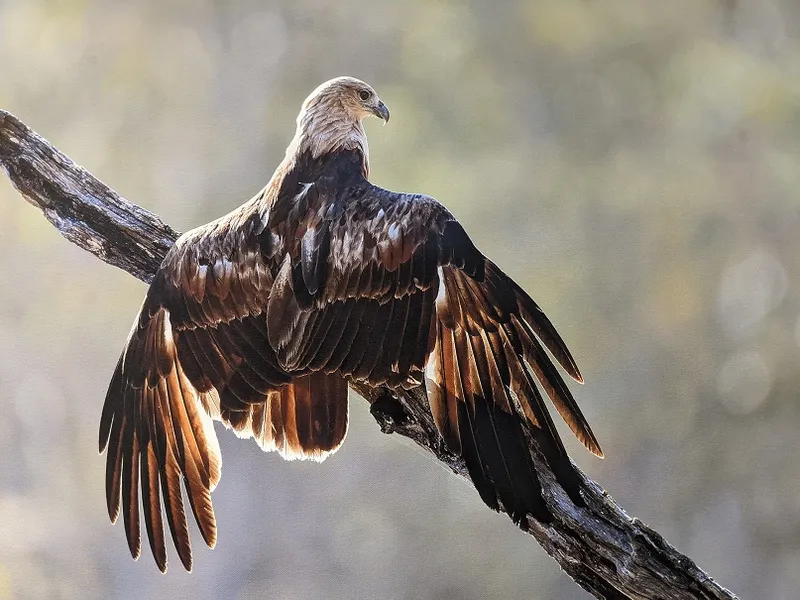 Moghi’s Tales an exhibition of 100 wildlife photographs by 14yearold