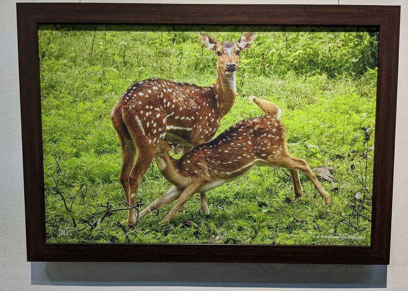 Moghi\'s Tales: an exhibition of 100 wildlife photographs by 14 ...