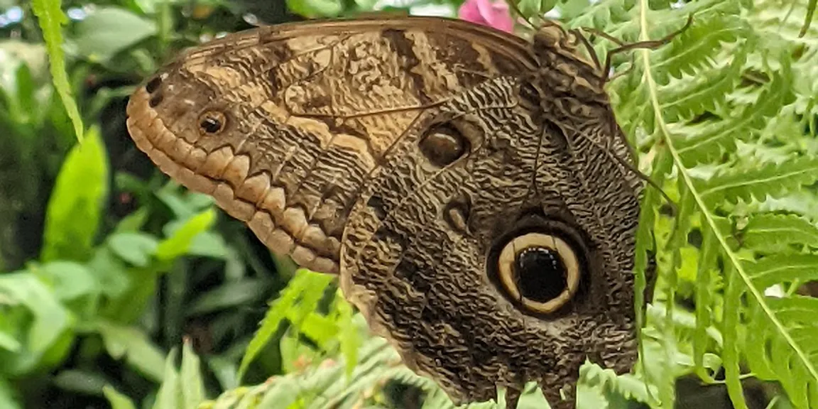 Immersion, interaction, inspiration—how the unique Montreal Insectarium ...
