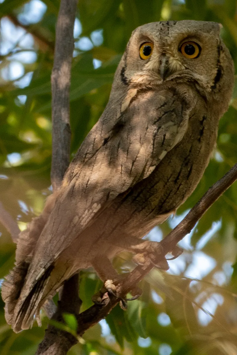 Pallid Scops Owl